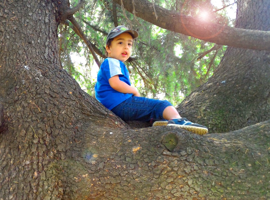Daniele sull'albero